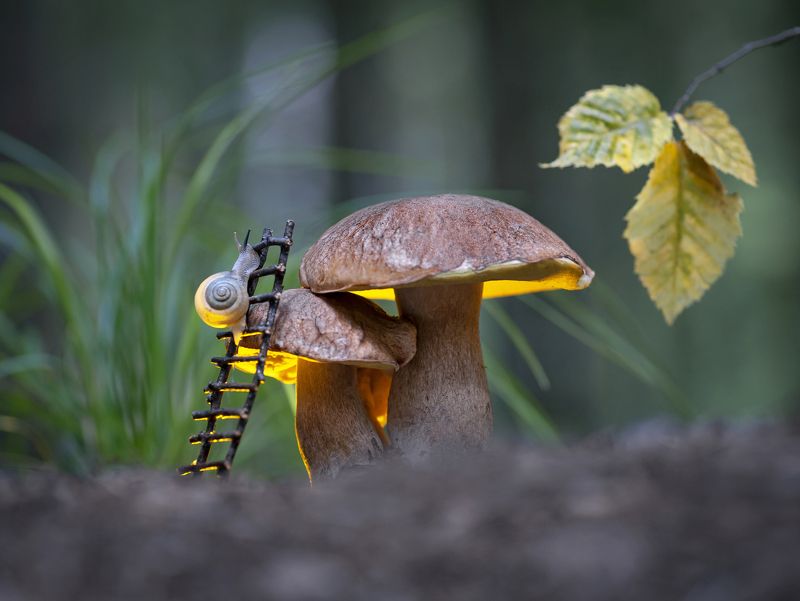 боровик, улитка, макроистория На хорошей крыше, трава не растет... фото превью