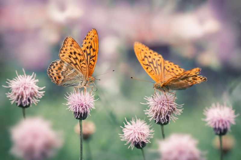 Перламутровки фото превью