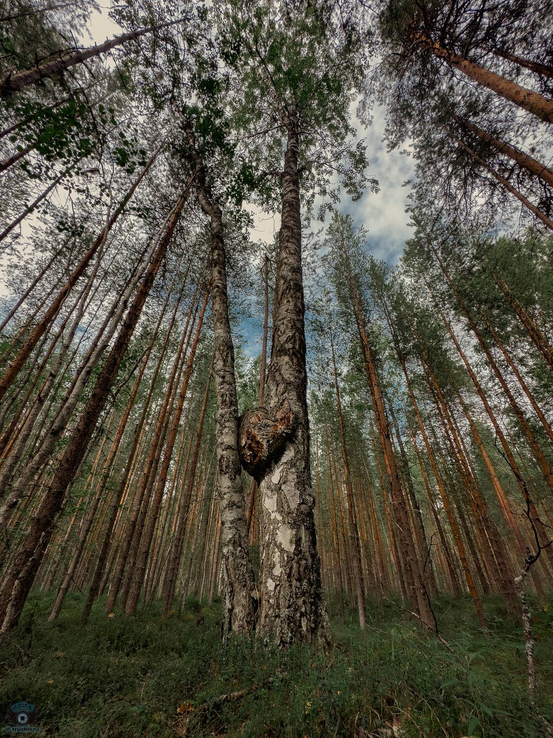 , Vladislav Trushkov