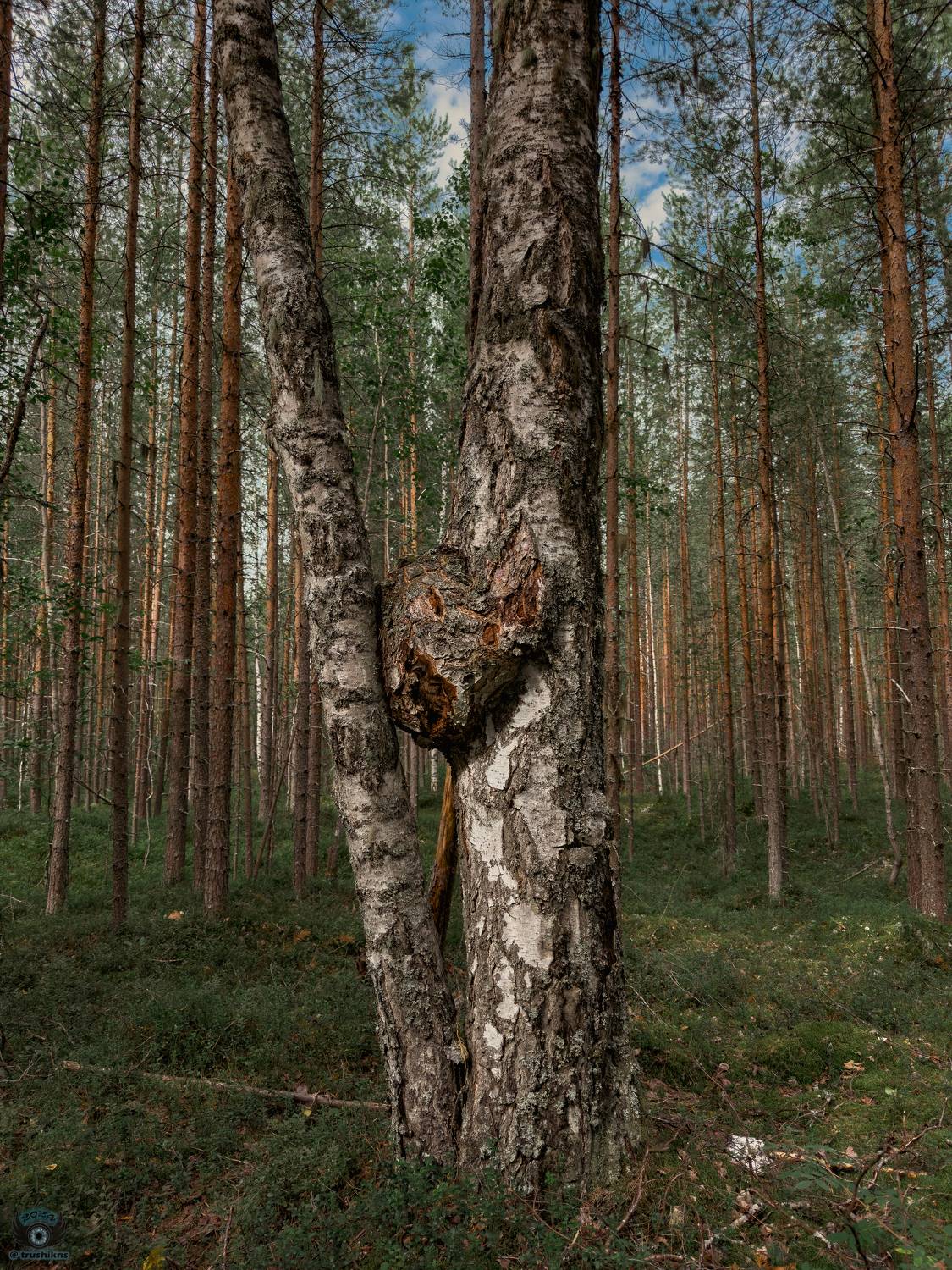 , Vladislav Trushkov