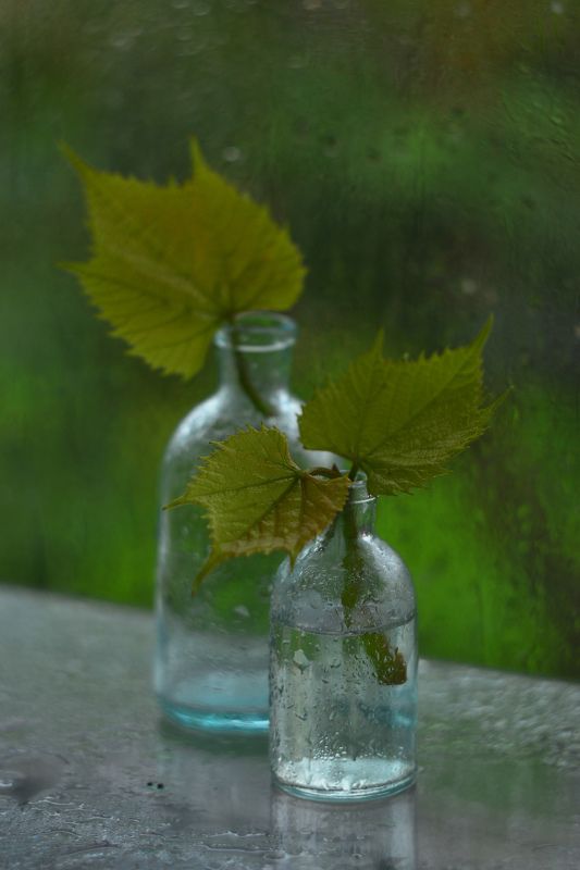 И не выросла еще та ромашка, на которой я себе погадаю. фото превью