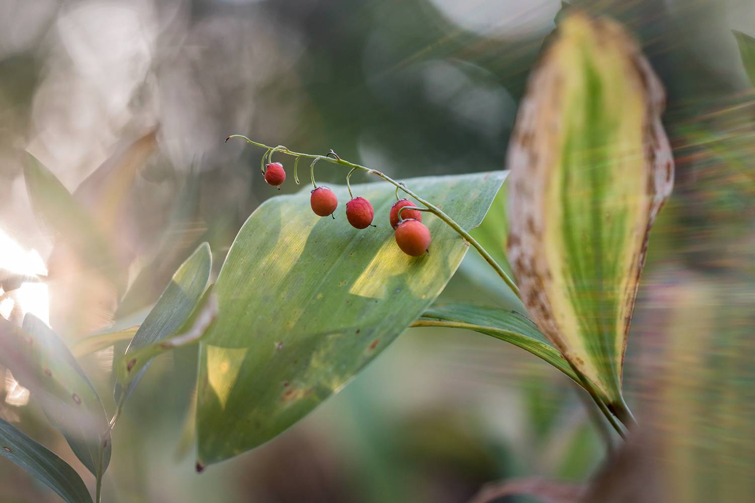 , Илья Михеев