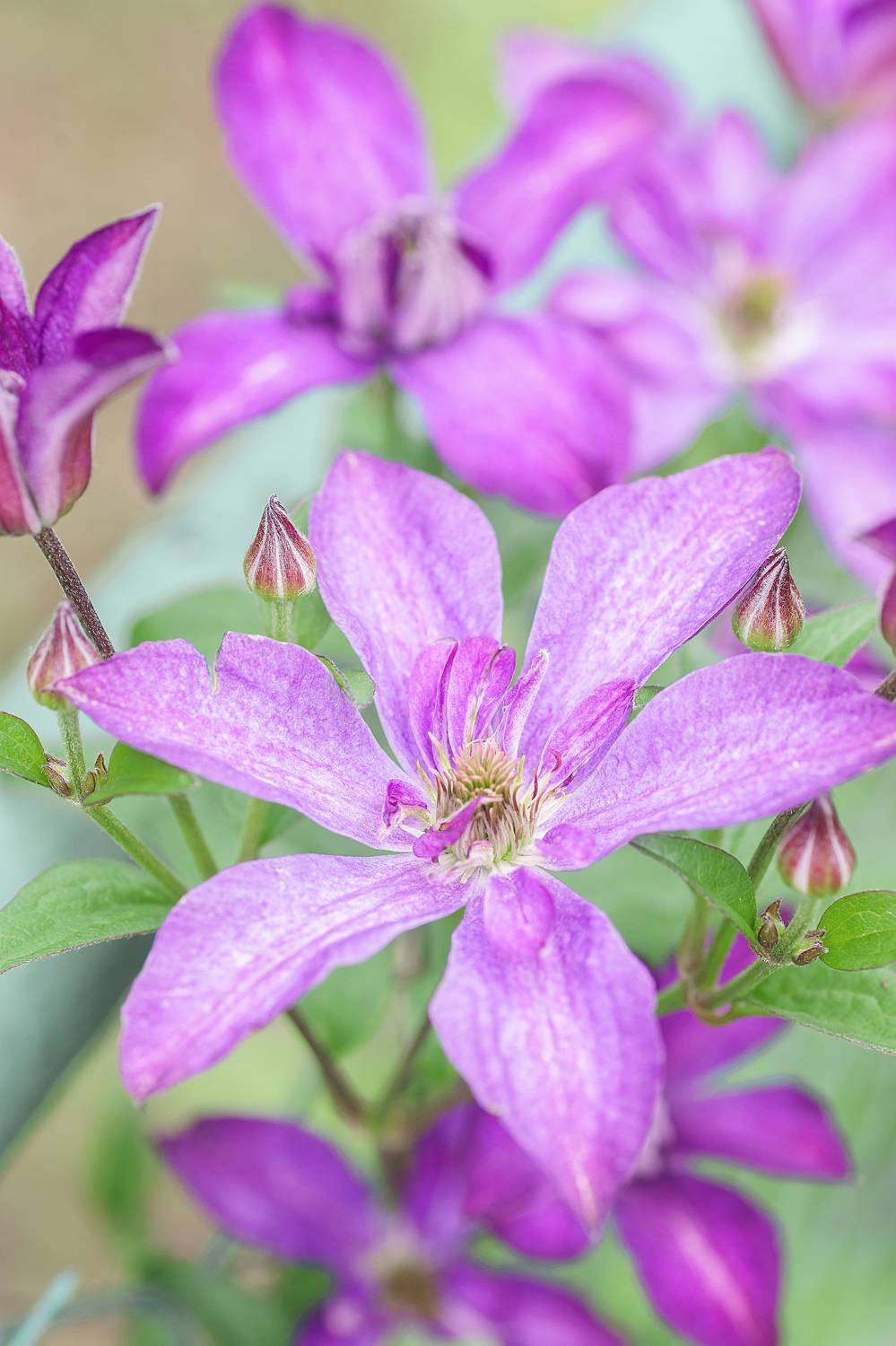 , Корнеев Алексей