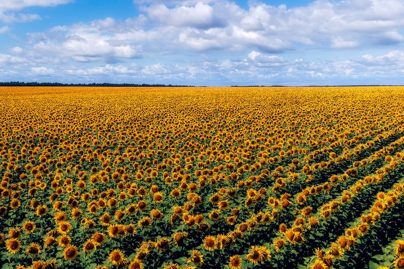 Подсолнухи фото превью