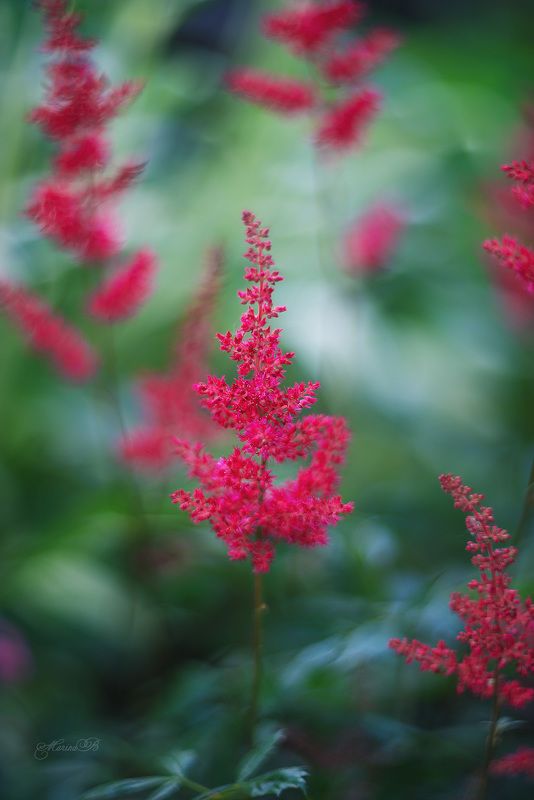 астильба, лето, цветы Яркость контраста фото превью