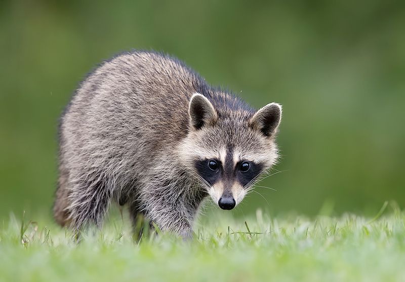 енот обыкновенный, енот-полоскун, raccoon, енот, дикие животные, животные, animals Young Raccoon. Малыш -Енот-полоскун. фото превью