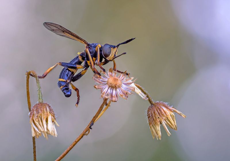 Тревожный сон фото превью