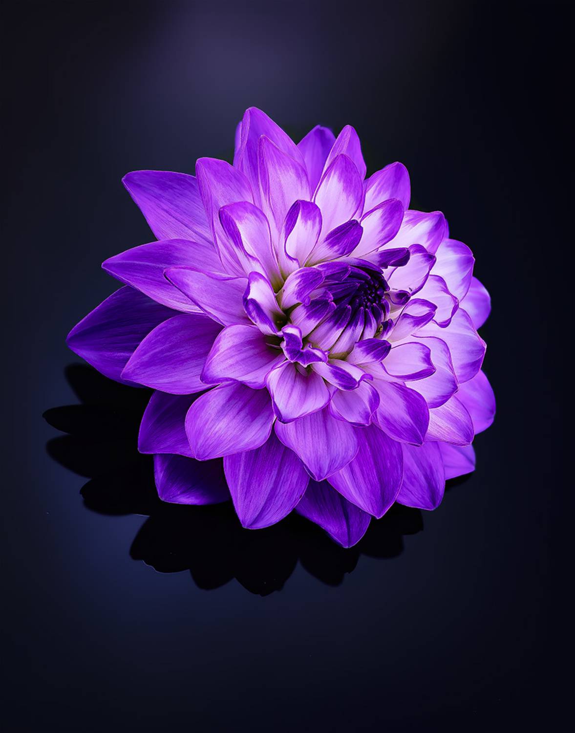 dahlia, &aring;kandetype, Kavaliauskas Eugenijus