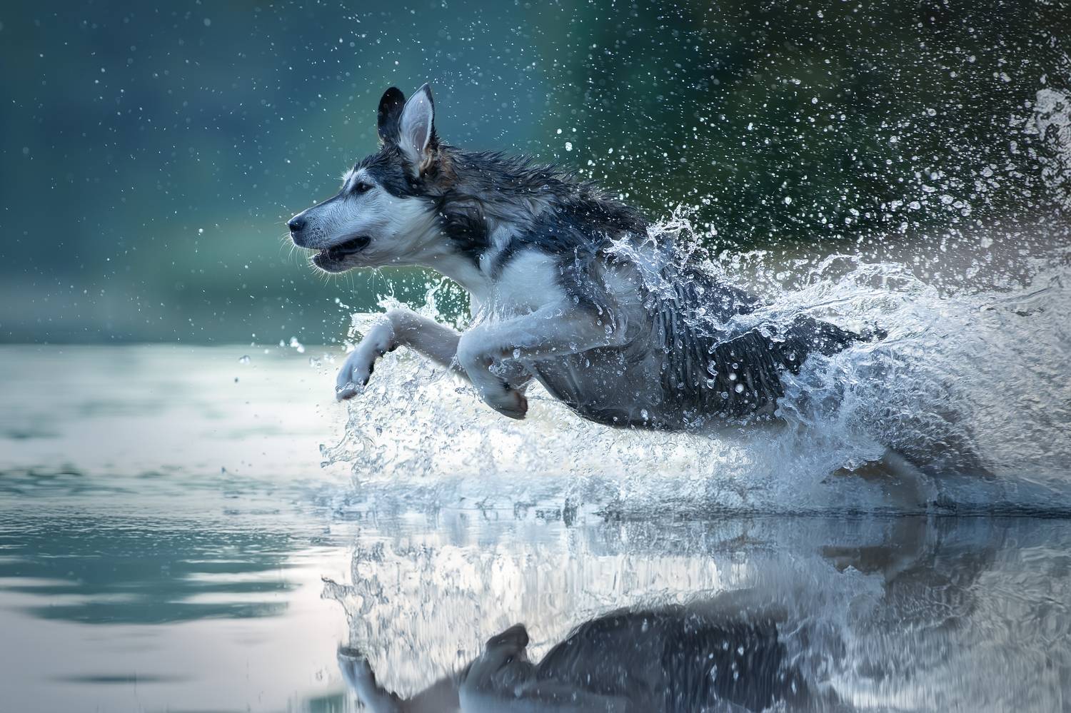 , Светлана Писарева