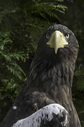 Steller's sea eagle