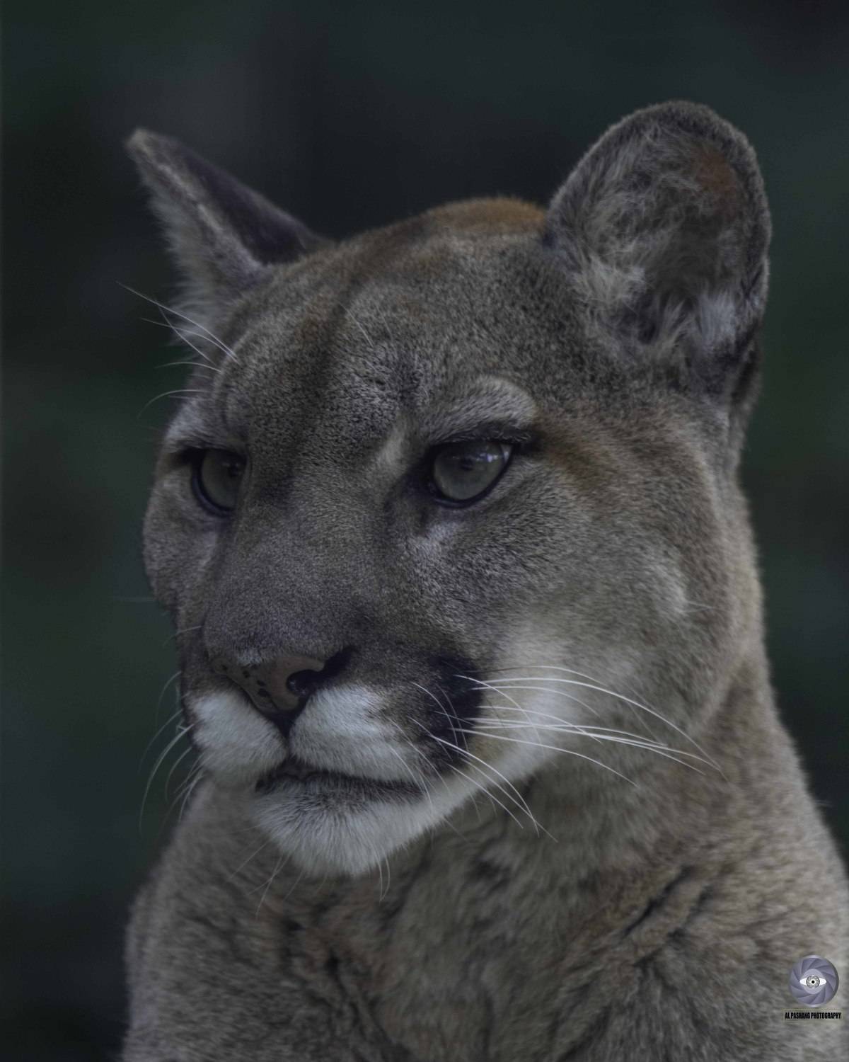 cougar-mountain lion-puma-terrestrial mammal-mammals, Ali Pashang