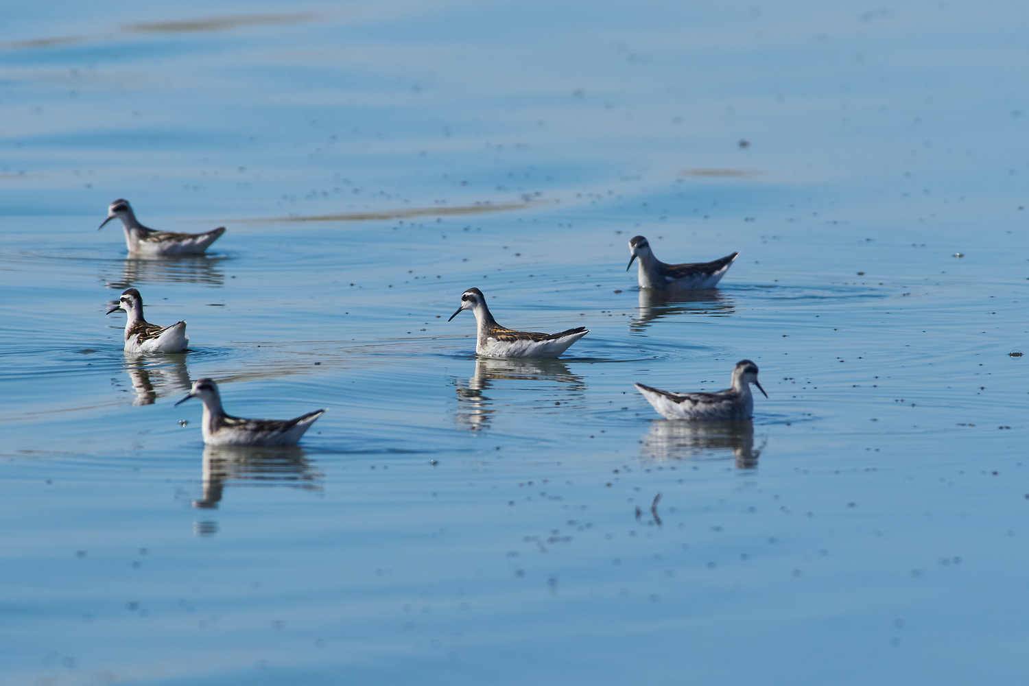 birds, bird, volgograd, russia, , Павел Сторчилов