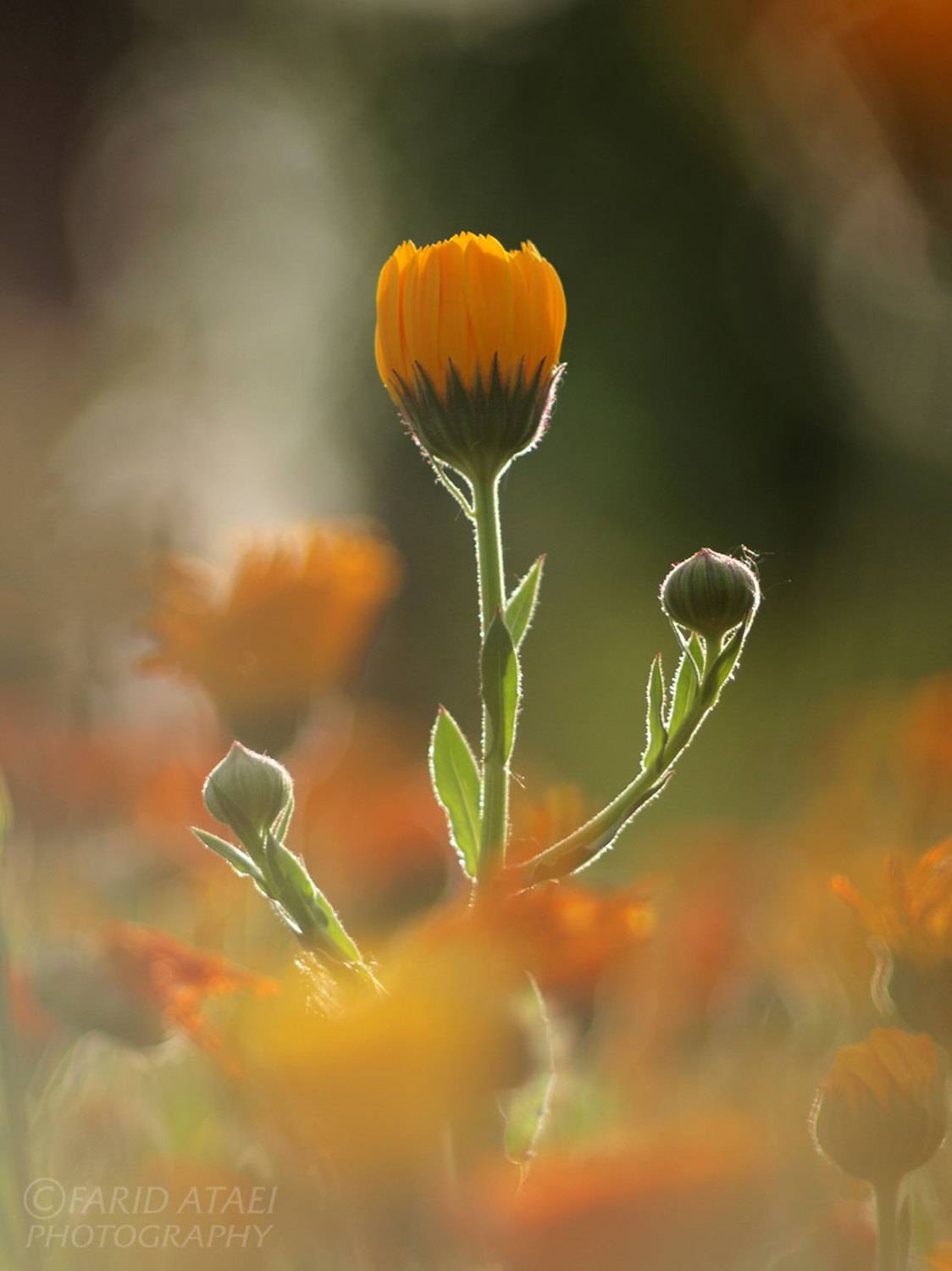 , Farid Ataei