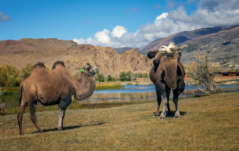 горный алтай,осень,кош-агачский район,двугорбые верблюды Алтайские встречи в пути... фото превью
