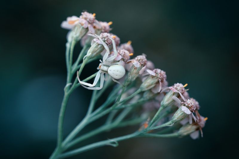 Мой букетик! фото превью