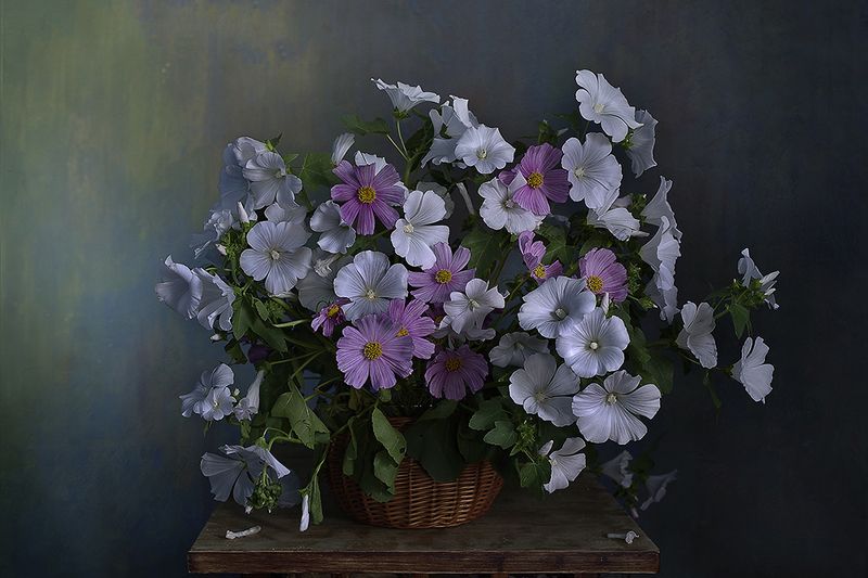 Лаватеры+Космеи☺️ фото превью