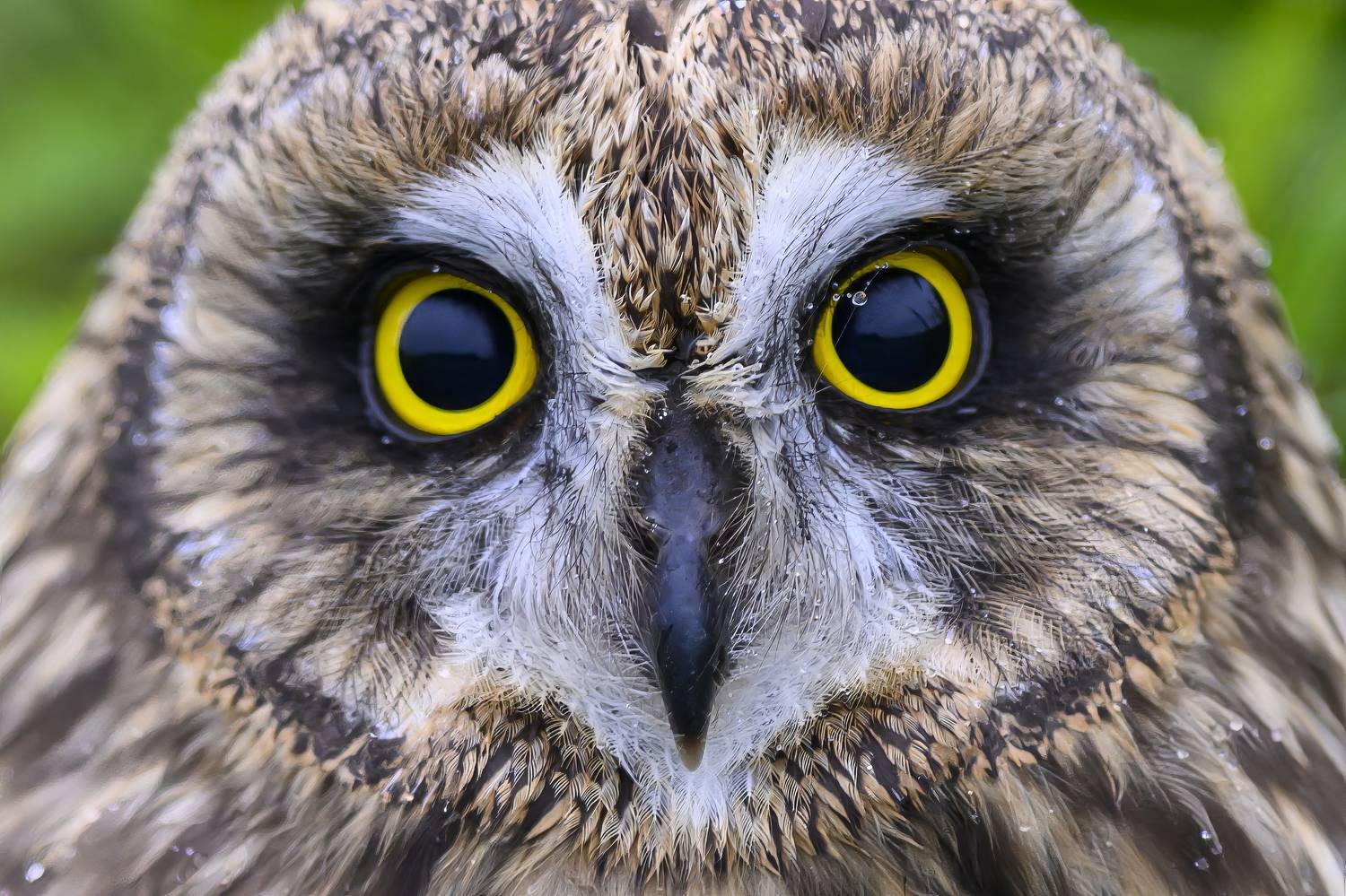 , Пупонин Сергей