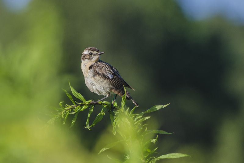 птица, чекан луговой Чекан в июле фото превью
