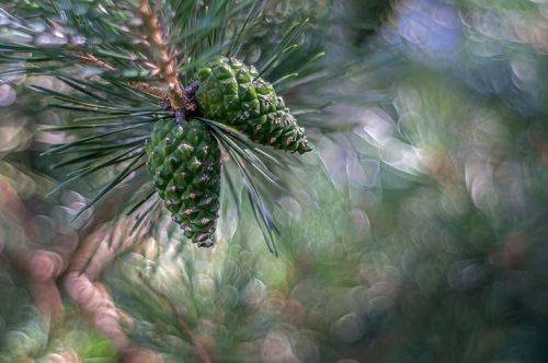 Шишки, иголки