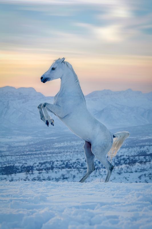 The Horses of Kurdistan фото превью