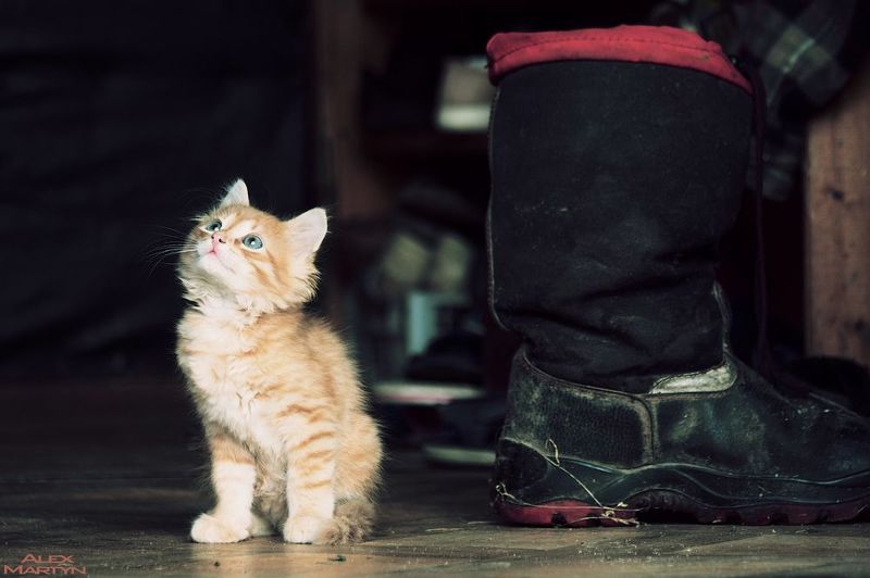 Малыш фото превью