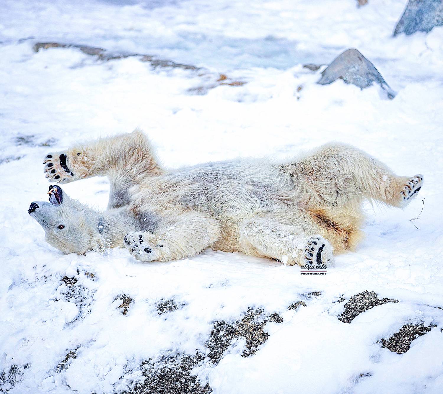 bear- polar bear-, Ali Pashang