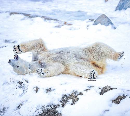 Polar bear