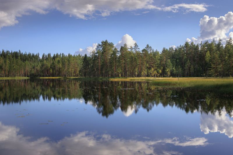 озеро лес сосна отражение облако Кружево карельских озер фото превью