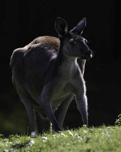 Western grey kangaroo