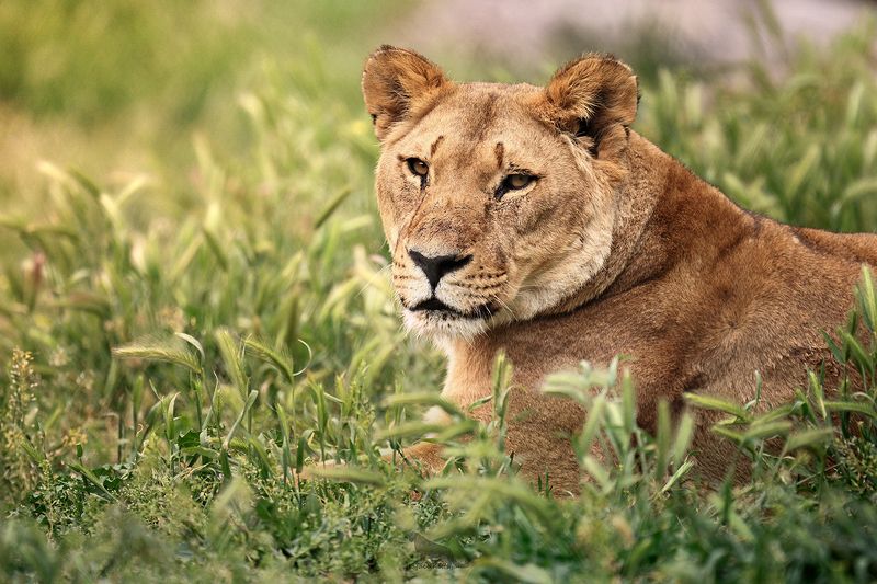 Lioness фото превью