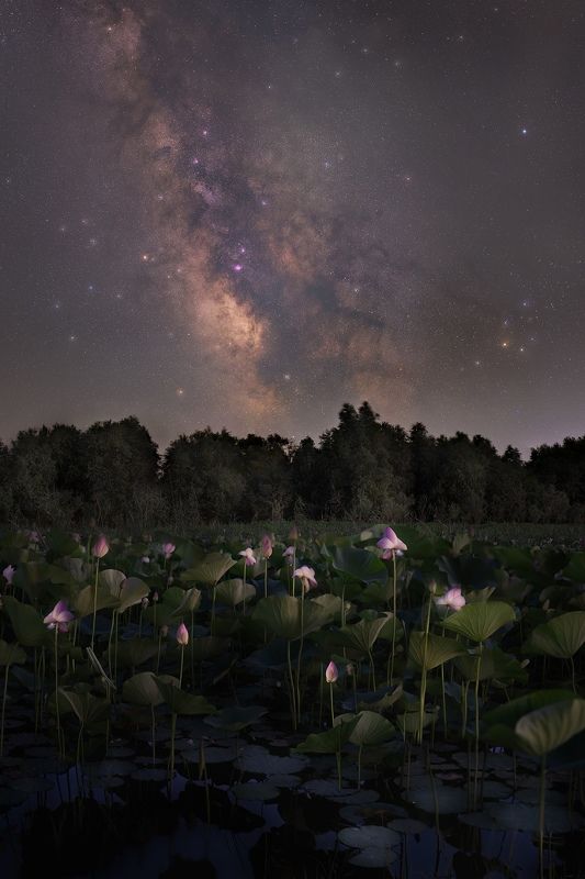 Спящие лотосы фото превью