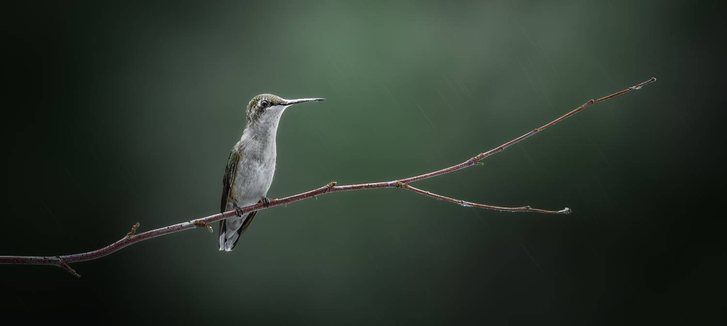 bird, humming, hummingbird, hummingbirds, hummer, rufous, nature, animals, wild, action, dynamic, Atul Saluja