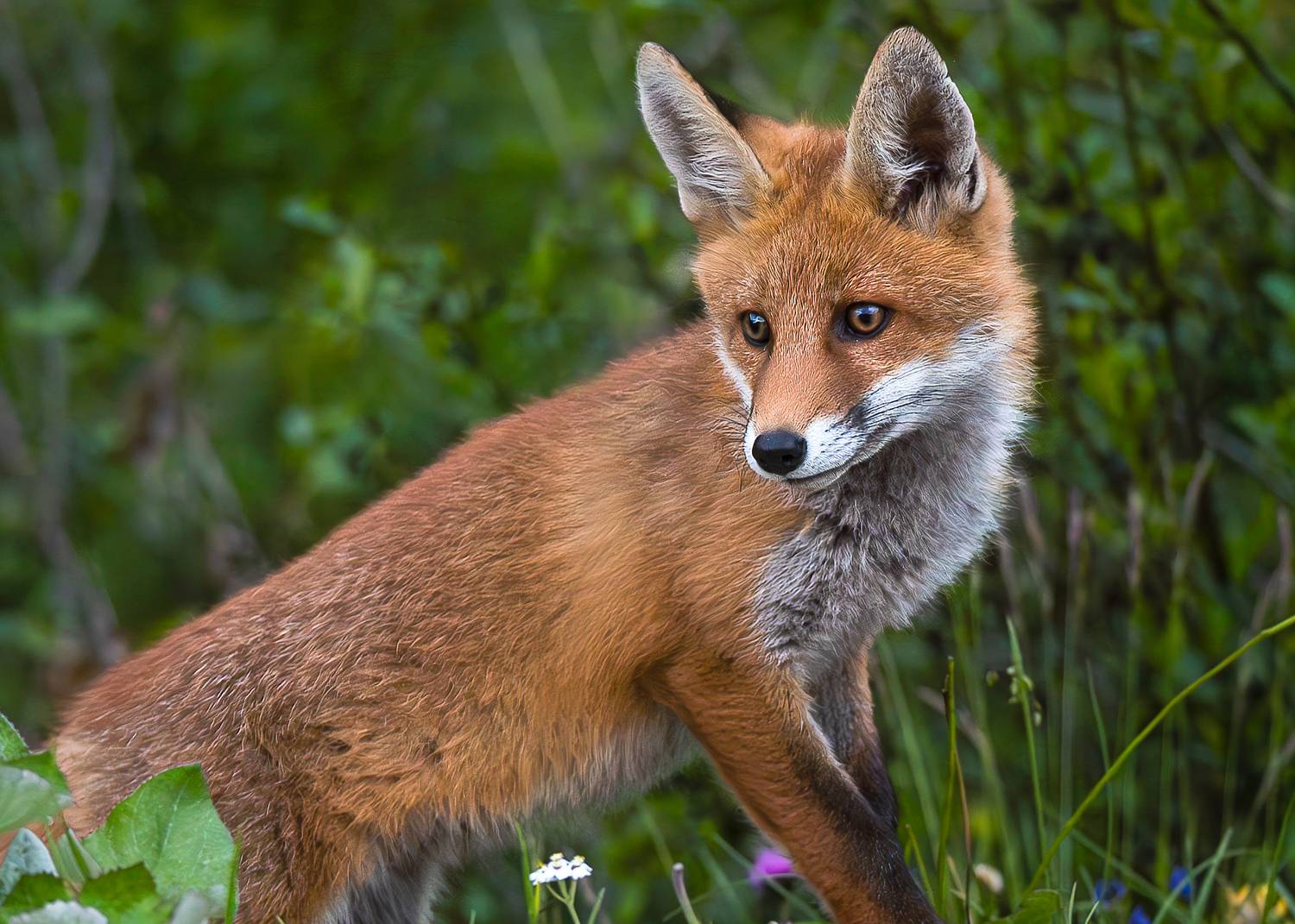 #animals #volpe #fox, Andrea Mazz&ugrave;