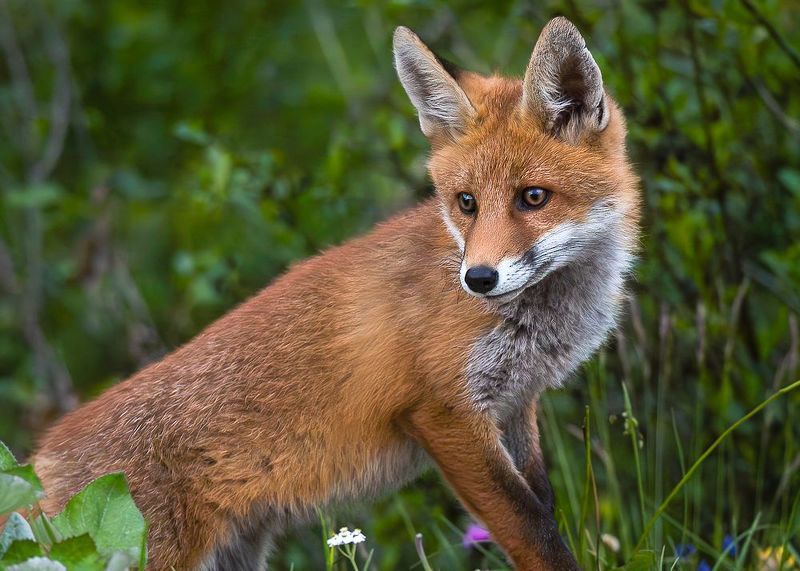 #animals #volpe #fox  фото превью