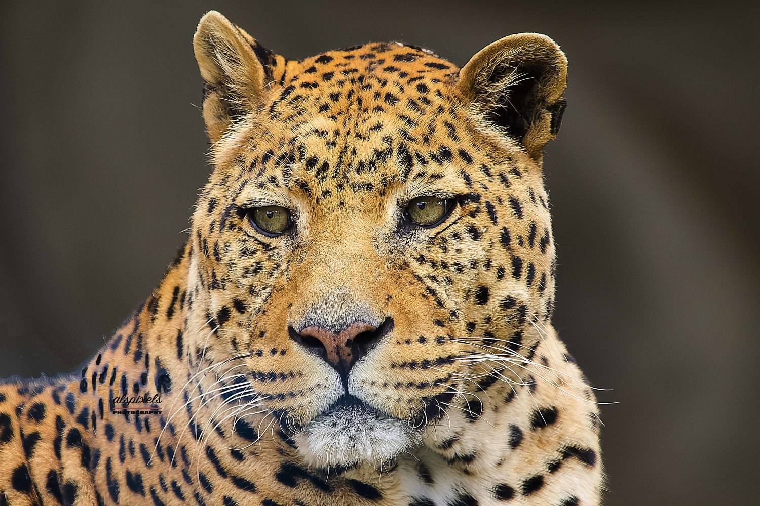 panthera-leopard-mammal, Ali Pashang
