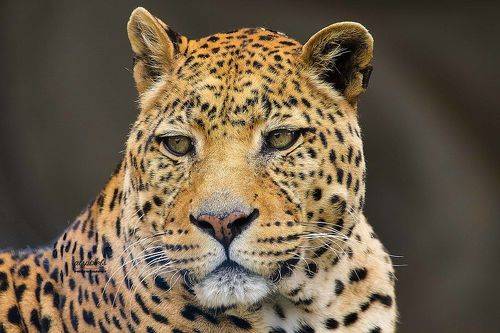 Leopard