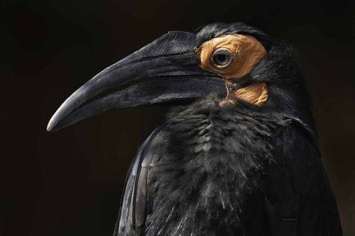 Southern Ground hornbill