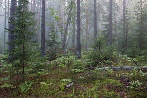 Прохладное утро