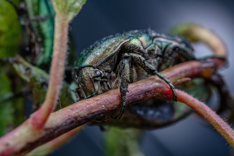 *** фото превью