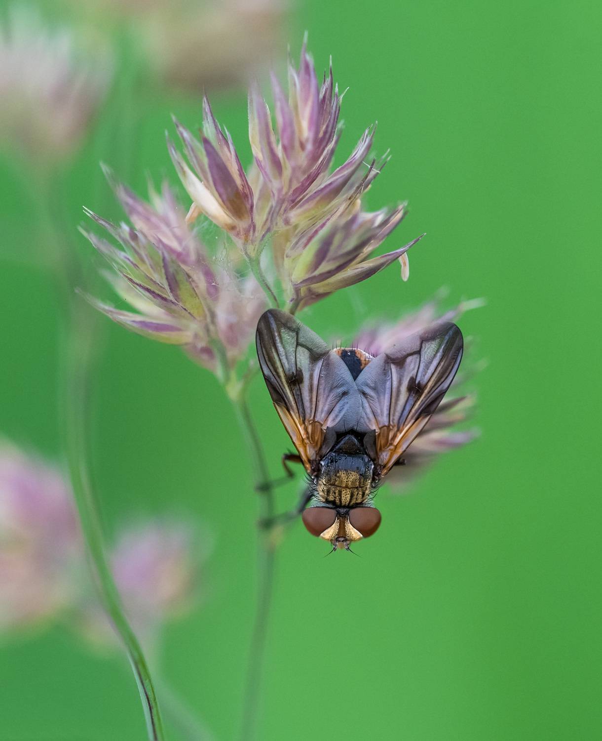 , Рагинская Ольга