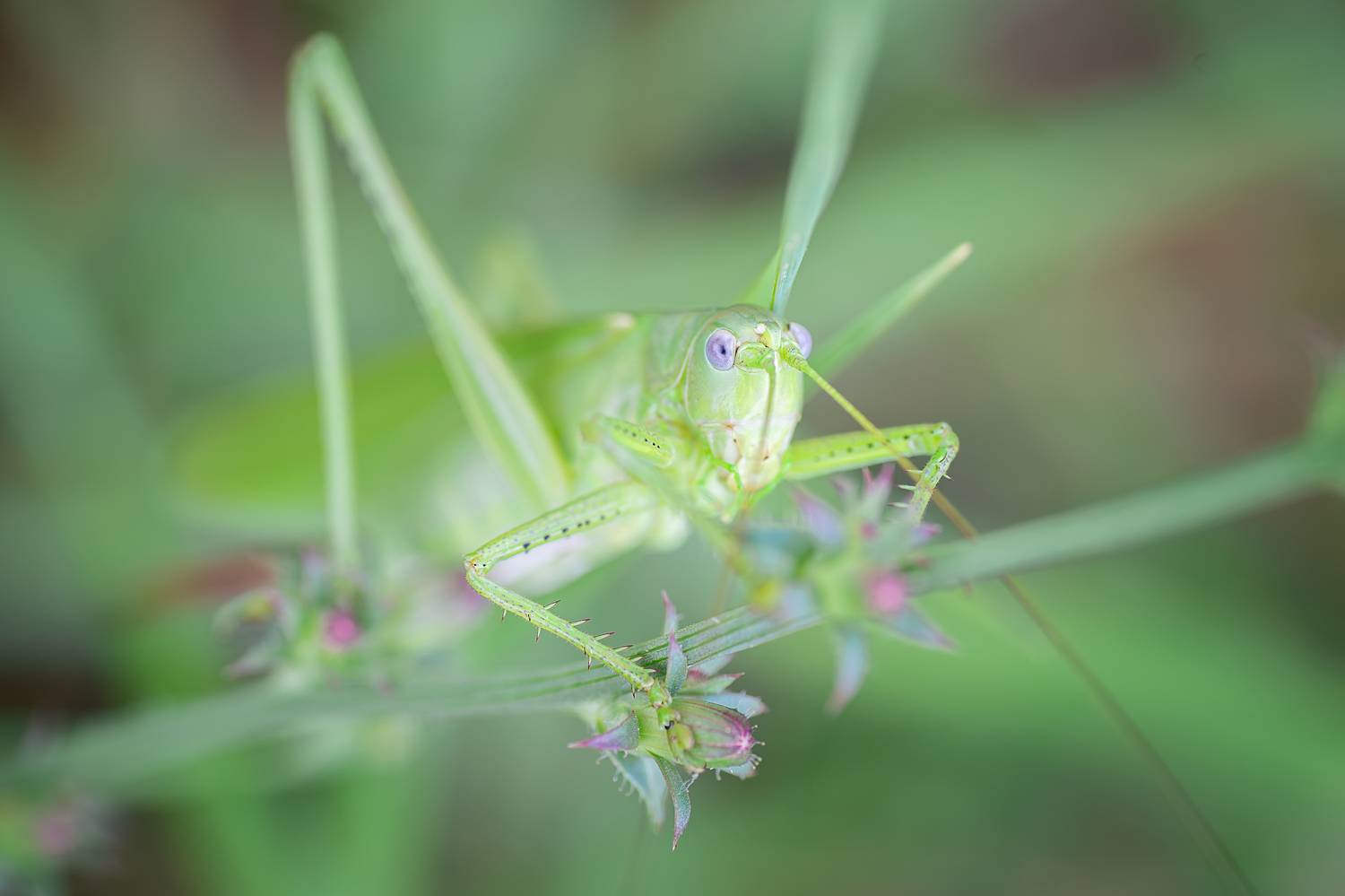 , Корнеев Алексей