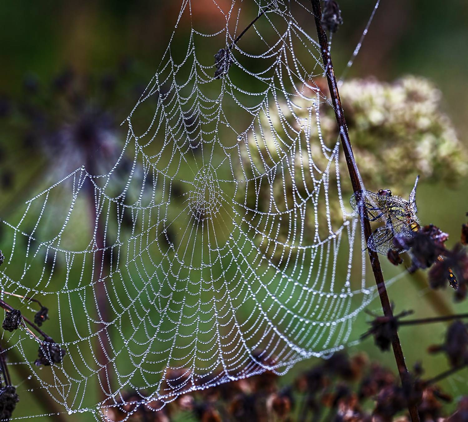 стрекоза, паутина, утро, роса, лето, Борис Новиков