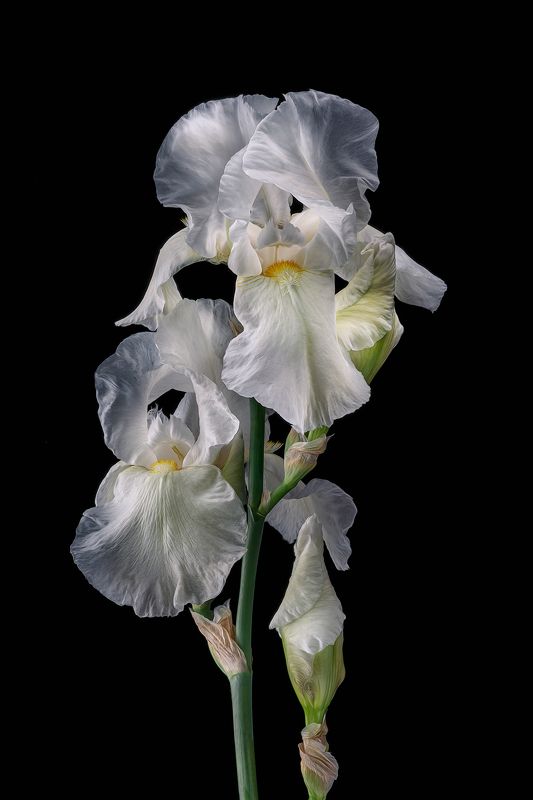 ирис, цветок, цветы, флора *** фото превью