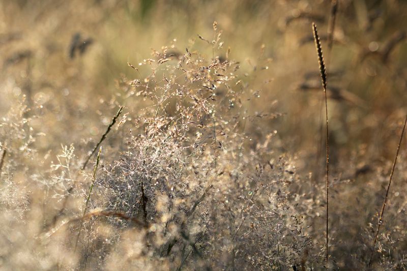 Mornning dew фото превью