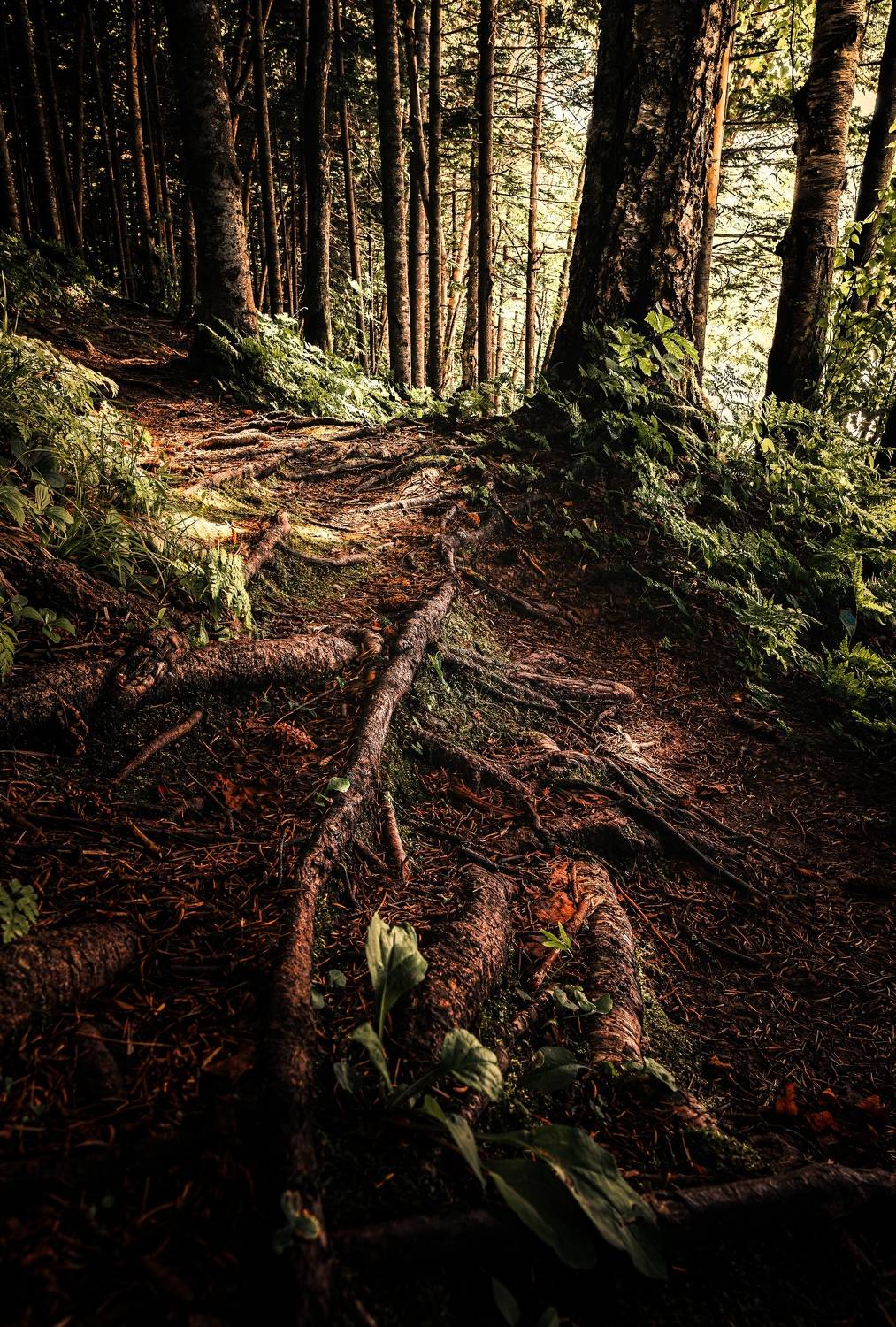 , Антон Сидоров