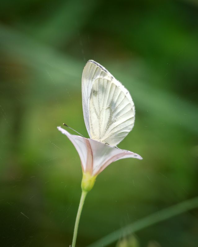Распустился цветочек фото превью