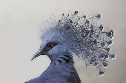 Victoria crowned pigeon