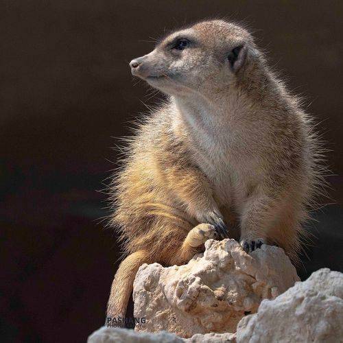 Slender-tailed meerkat