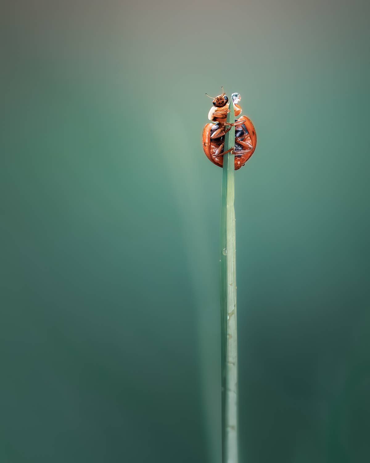 ladybug, beetle, insect, flower, macro, bugs, ladybird,, Atul Saluja