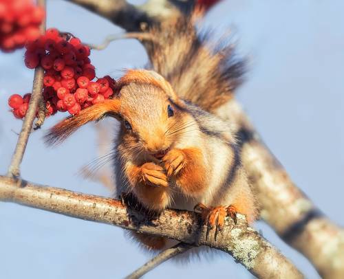 Ушастая шкода.